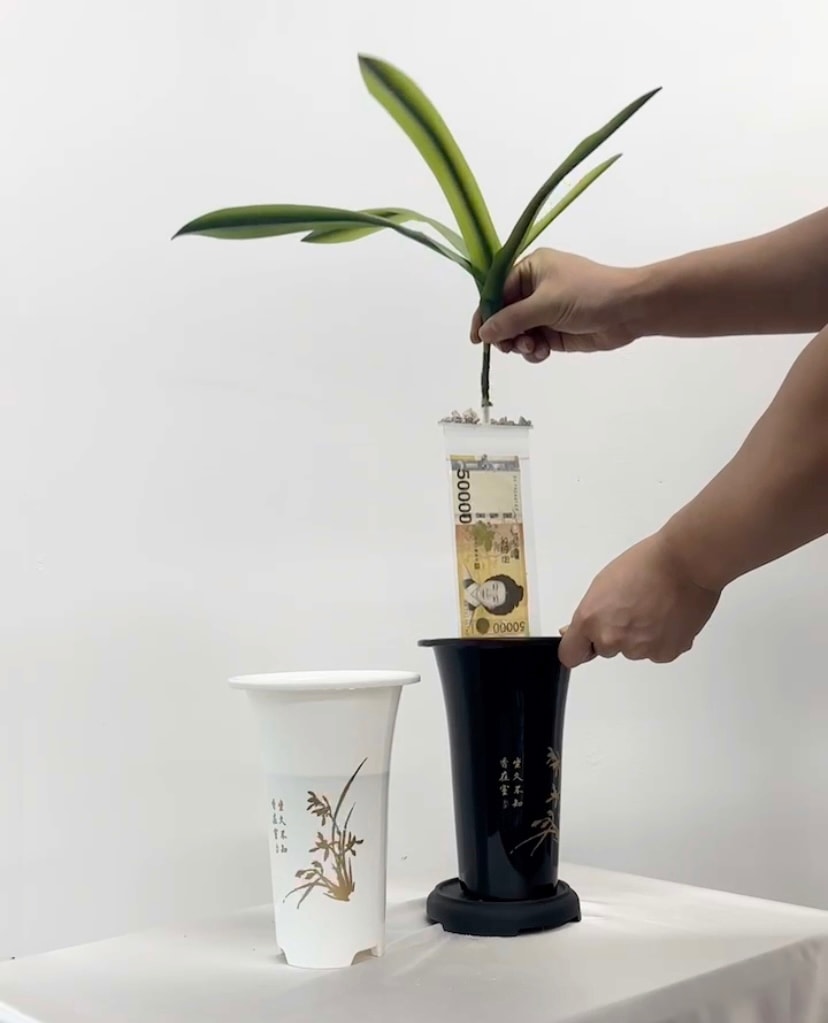 [오늘출발][신상품]레이브 돈뽑는 난초 용돈박스 10장 반전 부모님 생신 칠순 환갑 선물 추석용돈 - 돈난초용돈박스10장