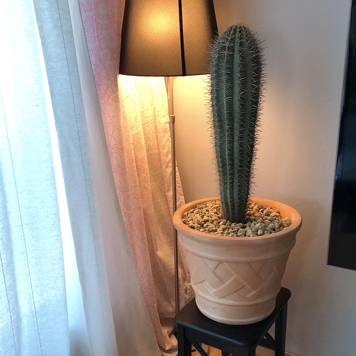 식식물물 가시가 굵은 무륜주(/)