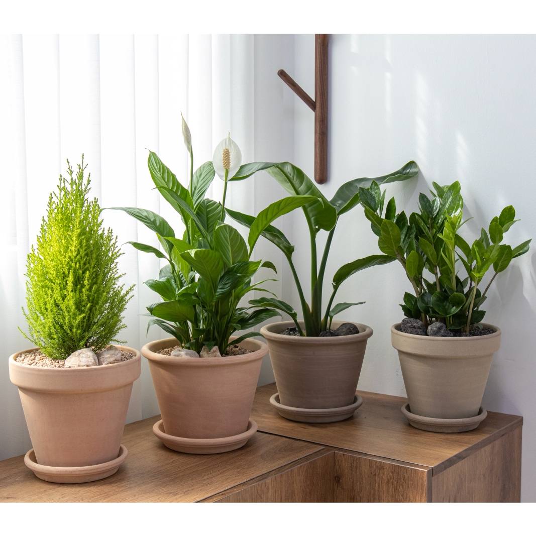 [신상품] 반달플라워마켓 공기정화식물 중형 토분세트 5종 - 2.스파티필름_폼페이 핑크베이지(받침x)