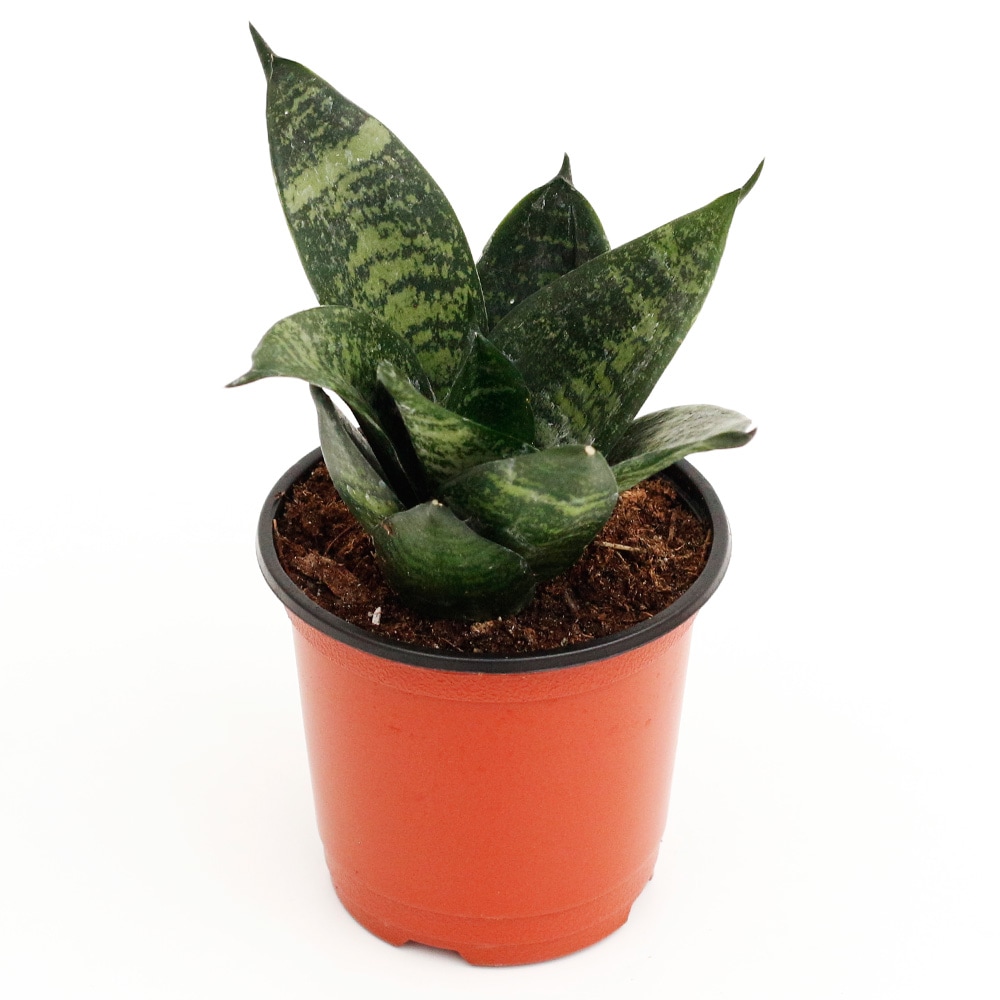 [신상품]아침향기 타이거산세베리아_소형기본포트