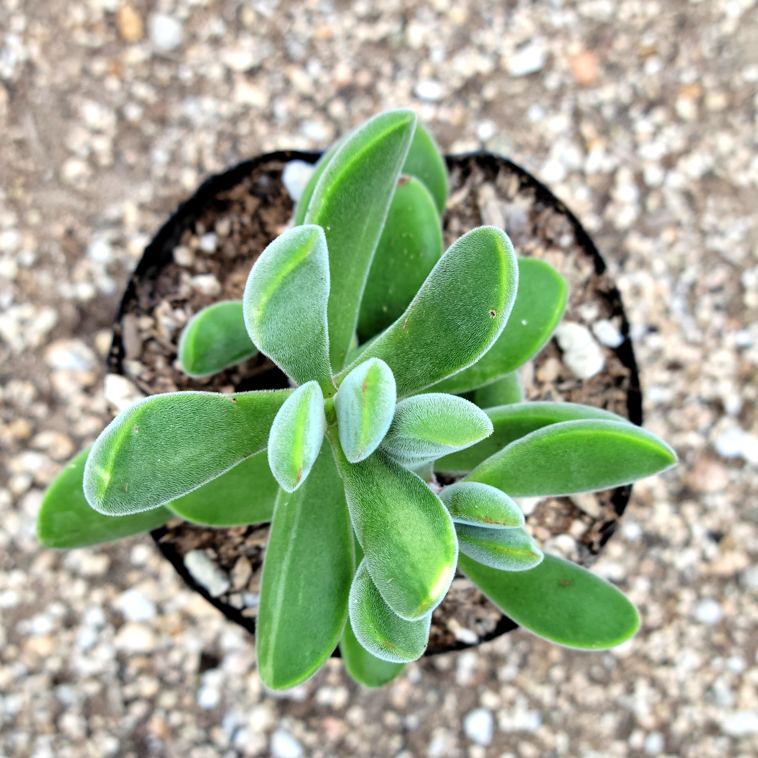 [오늘출발][신상품]미스터허브 A-04 로게로시 다육식물 선인장 화분 키우기