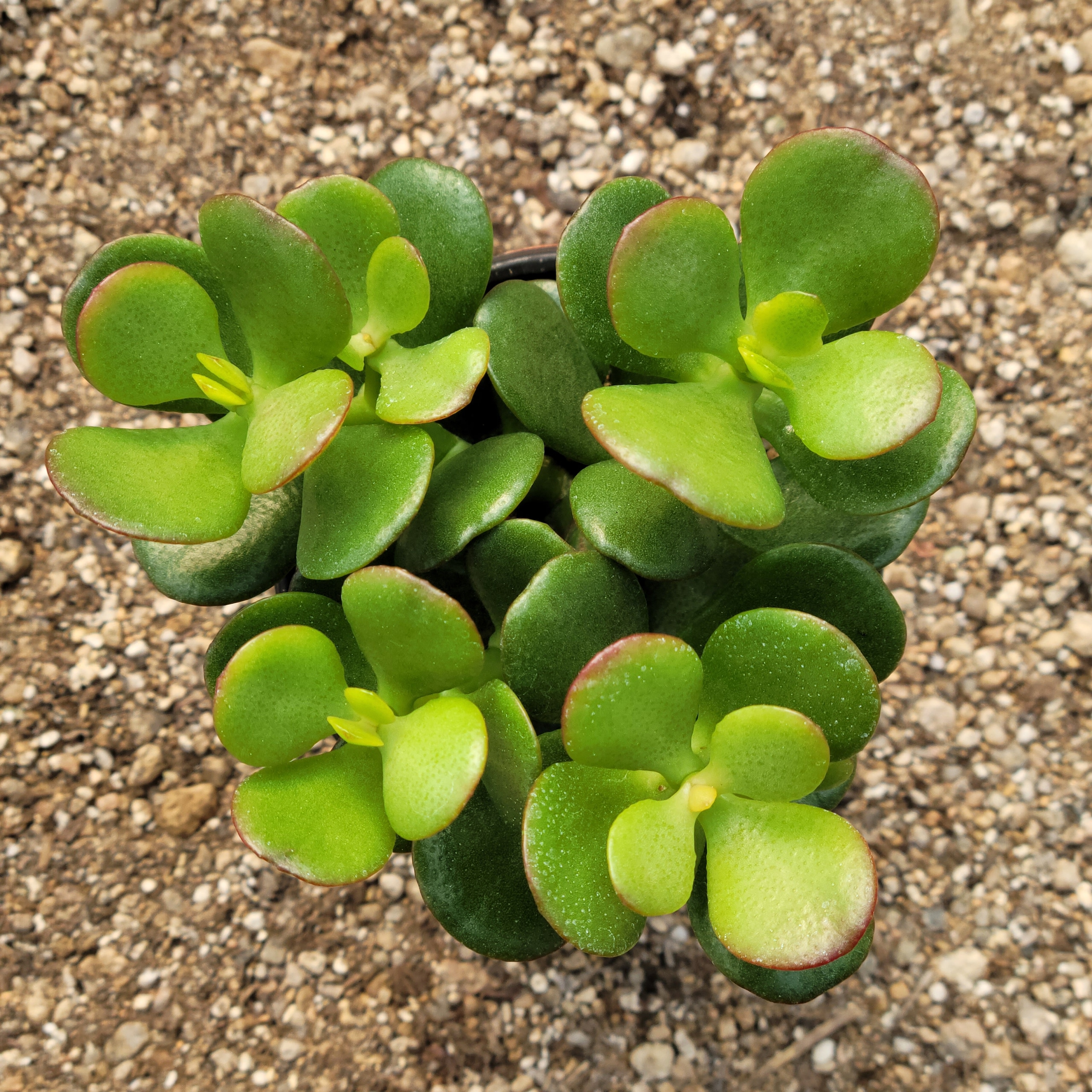 [오늘출발][신상품]미스터허브 B-01 미니염좌 다육식물 선인장 화분 키우기