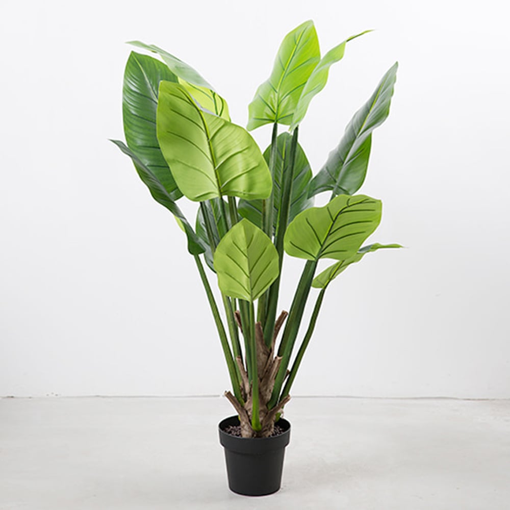 마쉬매리골드 레기니아 극락조 138CM