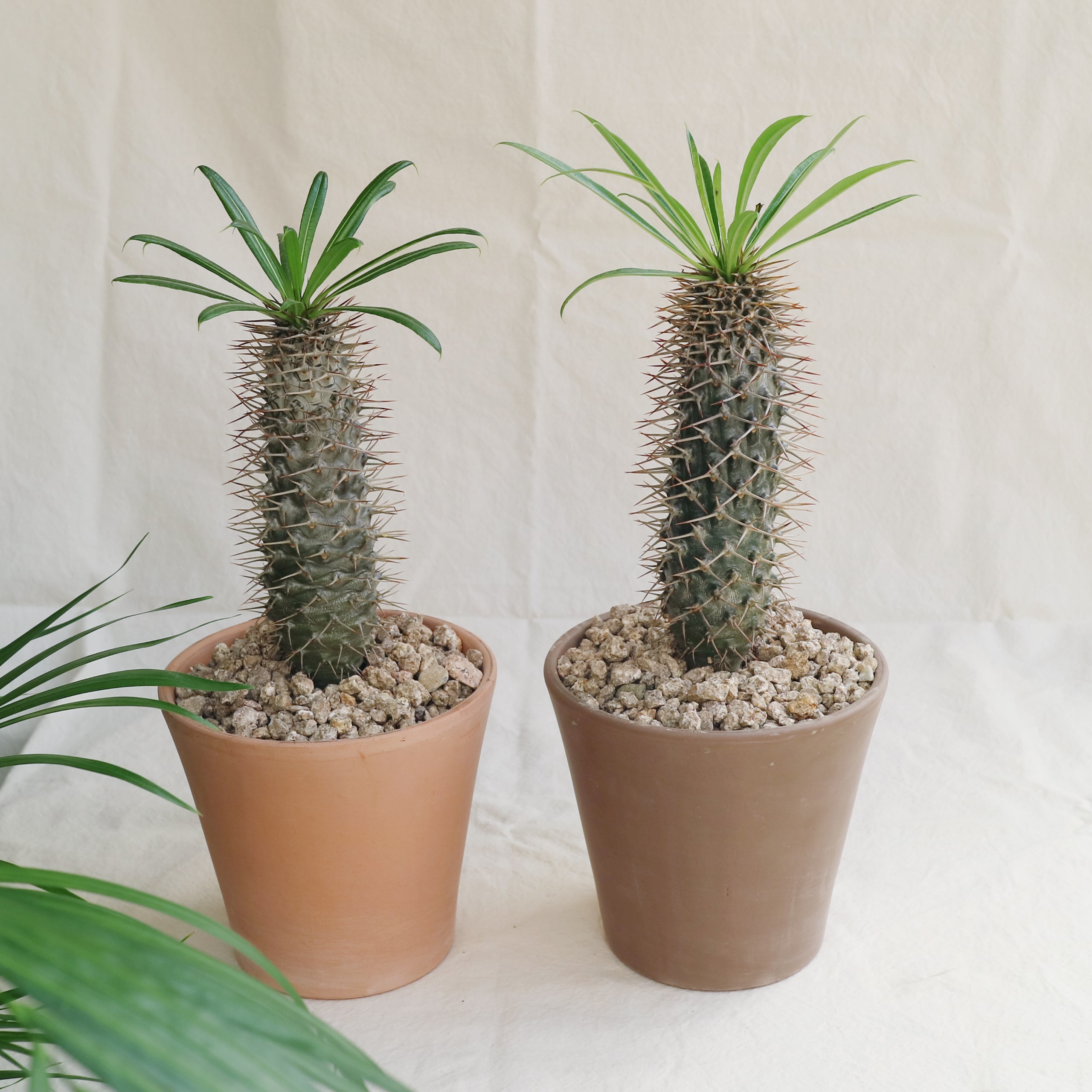 티에라선인장 라메리 이국적인 중형 선인장 - 이태리 직선L 토분