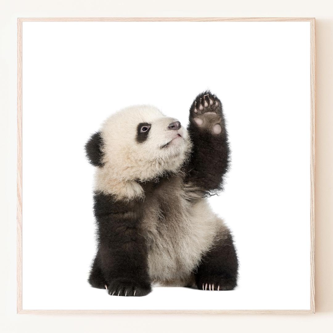[신상품]로얄블루아트샵 귀여운 아기 판다 사진 포스터