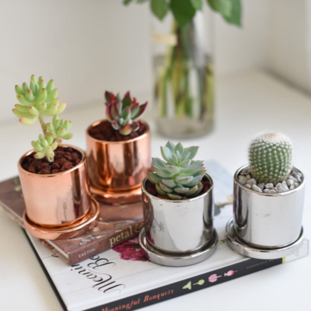 디어먼트 홍옥 부용 백소정 다육 식물 메탈 화분 2개 세트(골드,실버)