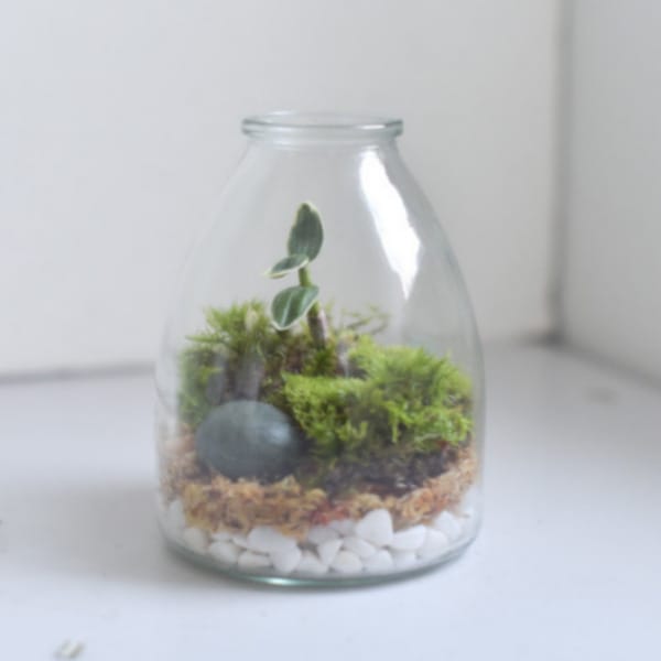 디어먼트 이끼가든 백투더퓨처 테라리움 만들기 DIY 플랜테리어