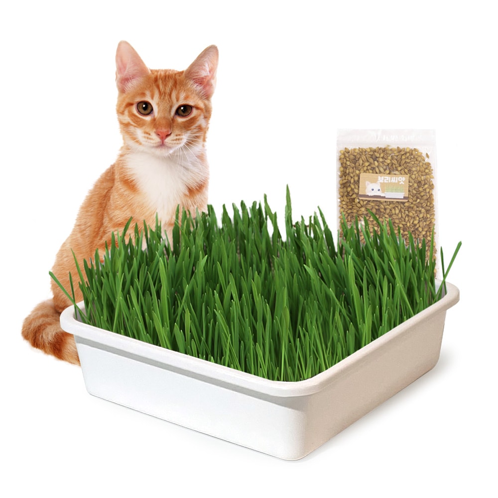플라팜 캣그라스 캣닢 헤어볼배출 새싹보리 고양이간식 재배