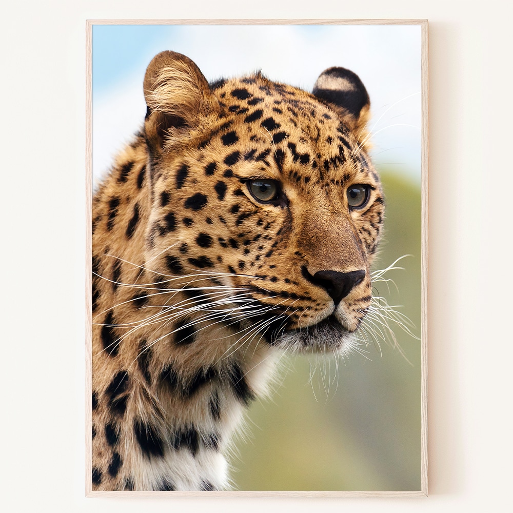 로얄블루아트샵 표범 고양이과 동물 아프리카 인테리어 사진 액자