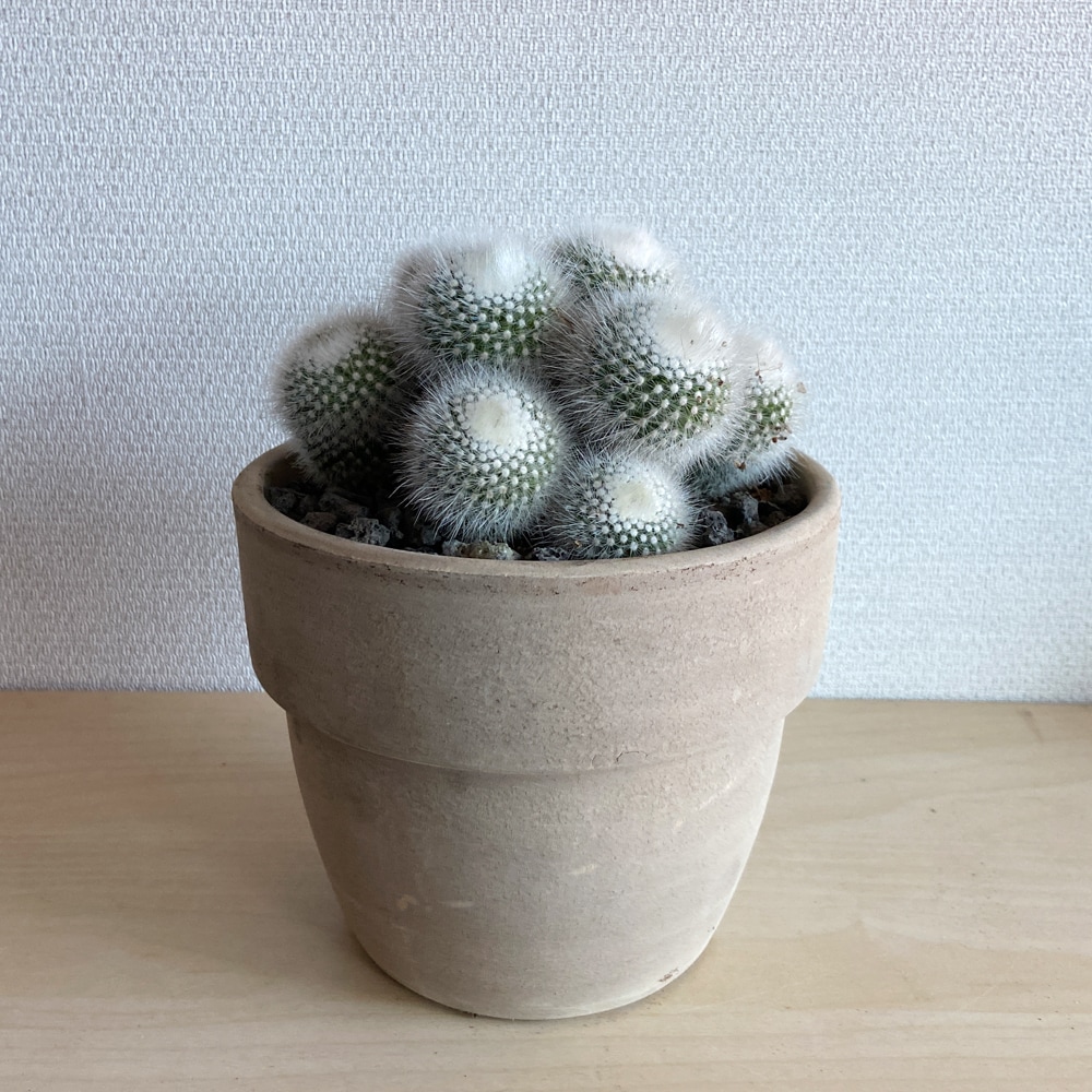 식물행성 백소정 군생 선인장 이태리토분 세트