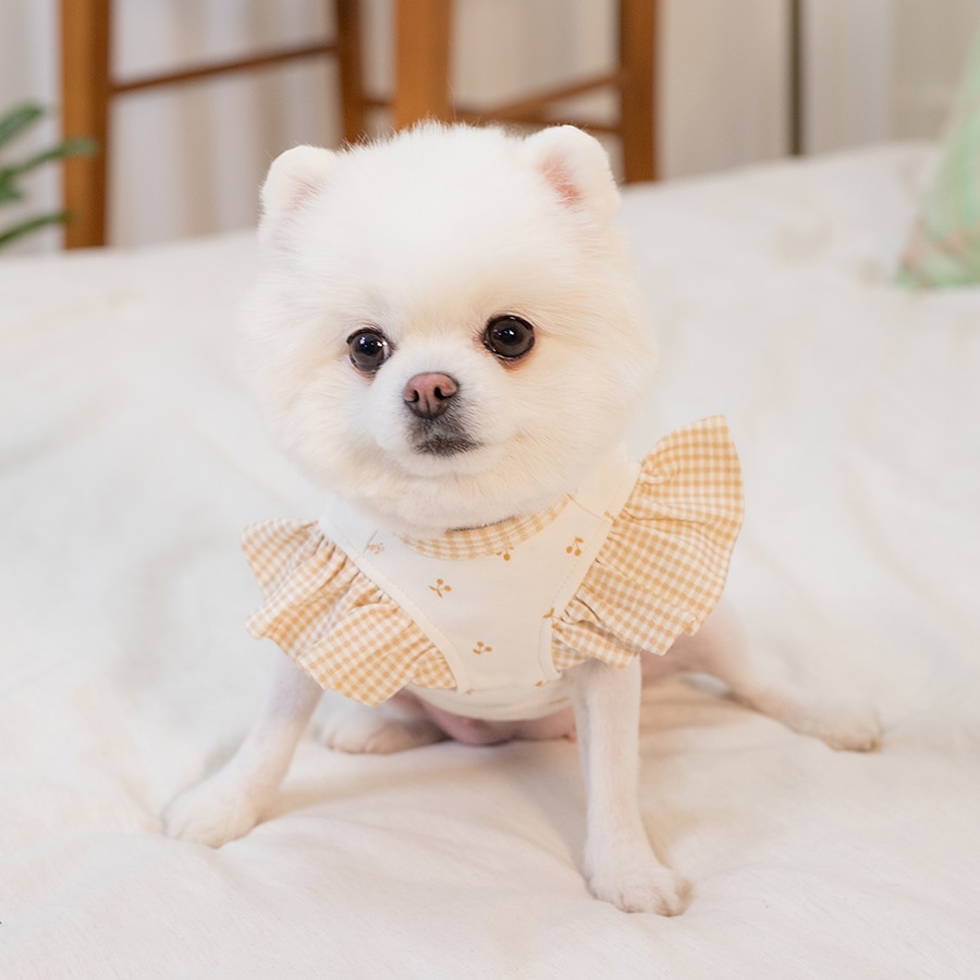 [신상품]꼴레트멍멍 체리 엔젤 오가닉 강아지 티셔츠 멍고메리