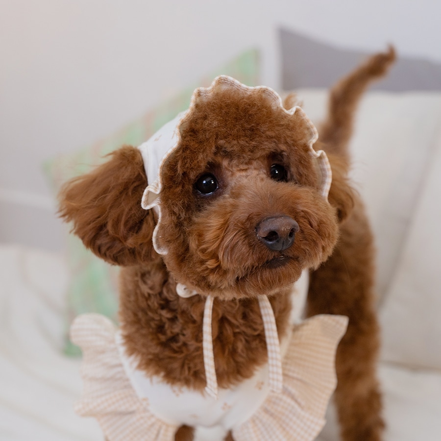 [신상품]꼴레트멍멍 체리 엔젤 오가닉 강아지 보닛 모자 멍고메리