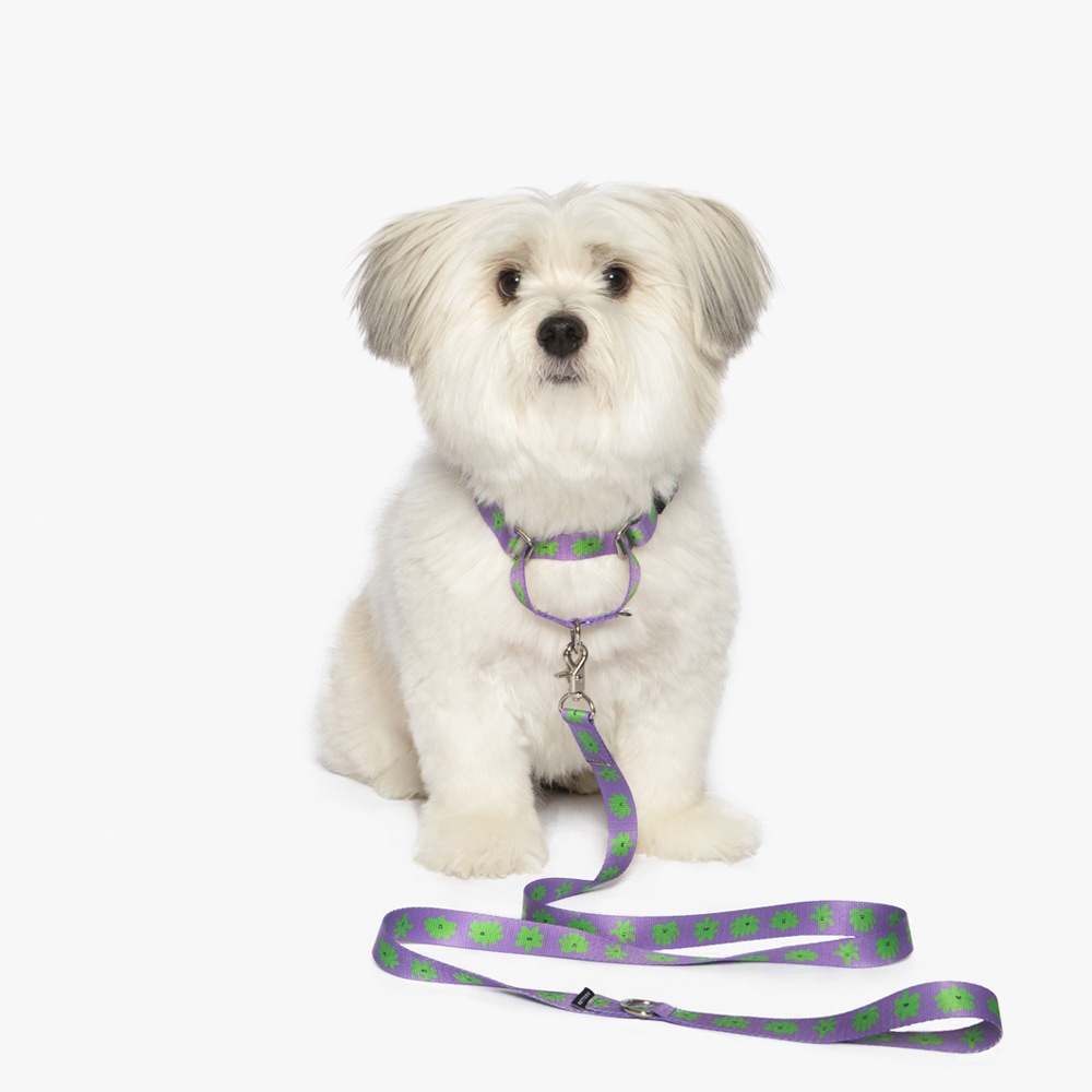 [신상품]베럴즈 베지 프렌즈 마틴게일 목줄