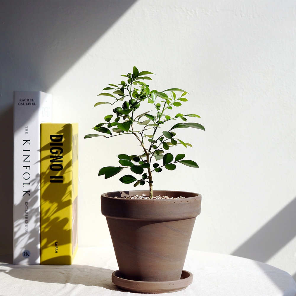 [신상품]코지그린 향기로운 꽃을 피우는 오렌지자스민