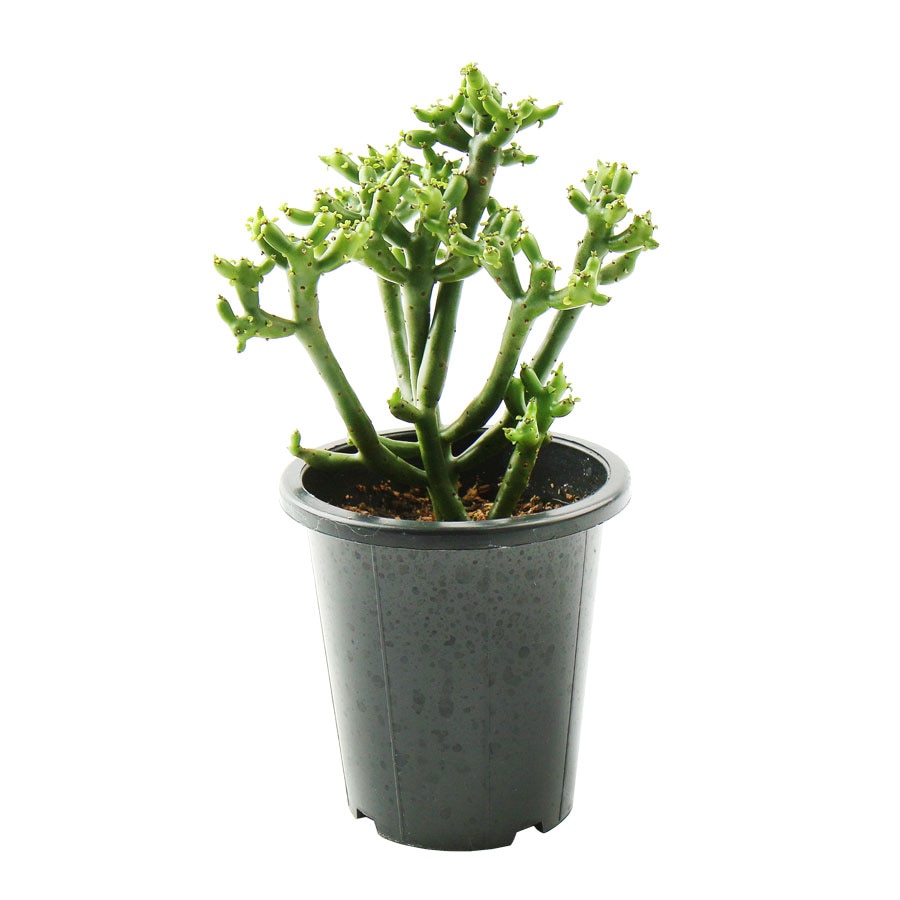 [오늘출발][신상품]갑조네 연필선인장 청산호 청기린 유포르비타 티루칼리 미니다육 선인장