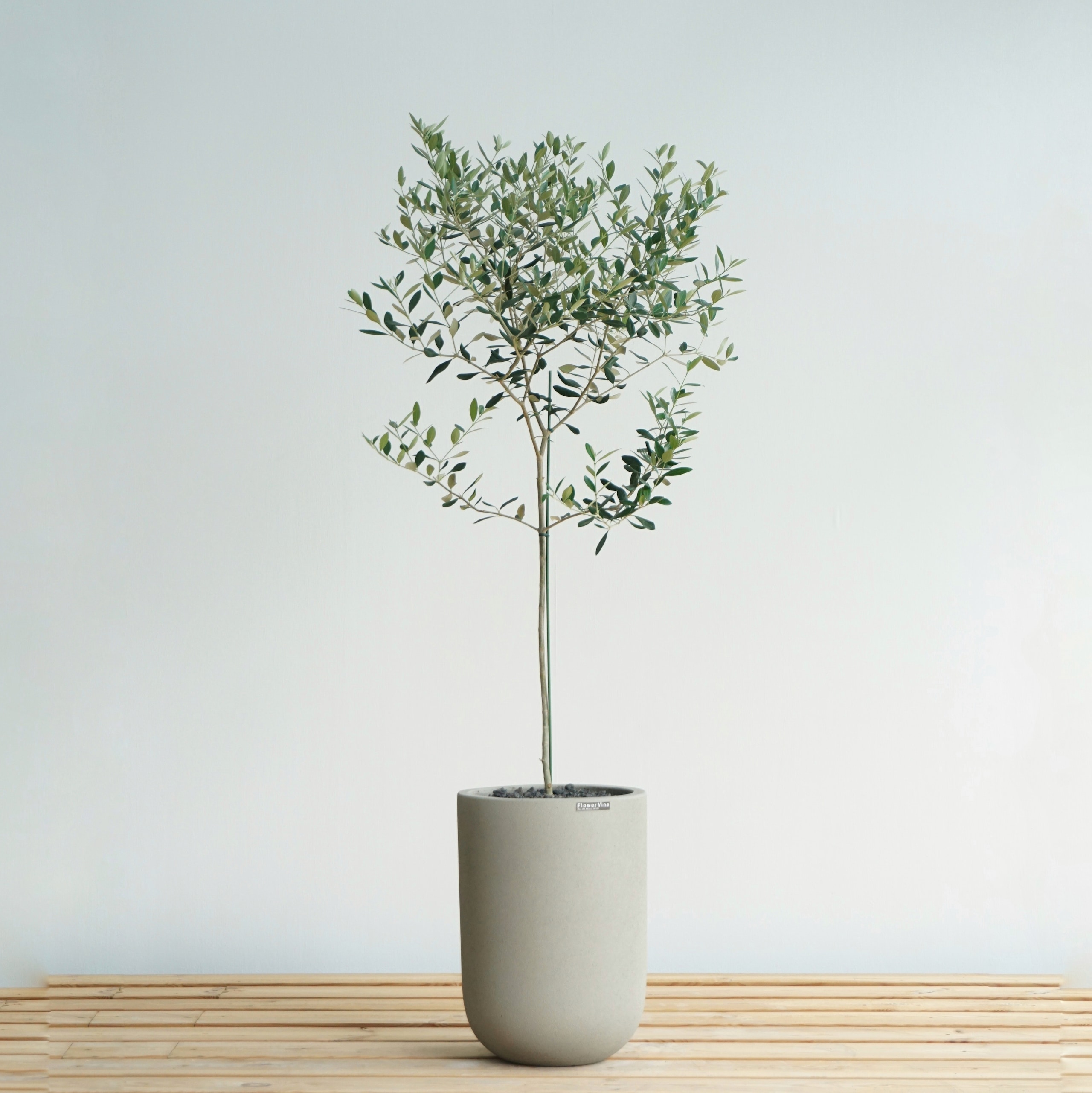 [신상품]플라워바인 대형 올리브나무 우드스탠드화분 거실 인테리어식물