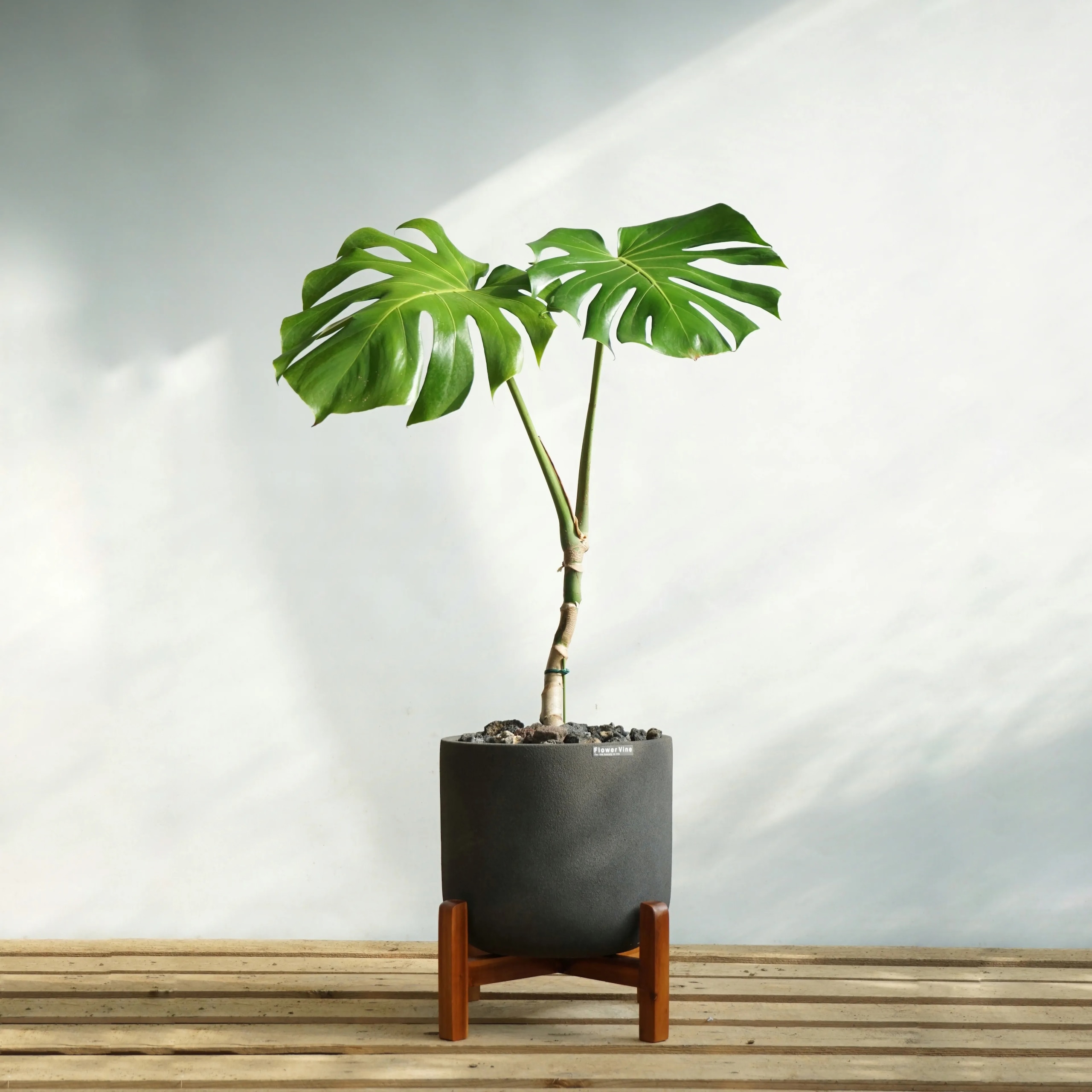 [신상품]플라워바인 대형 두잎 몬스테라 빈티지다크그레이 폴리스톤라운드화분 우드스탠드