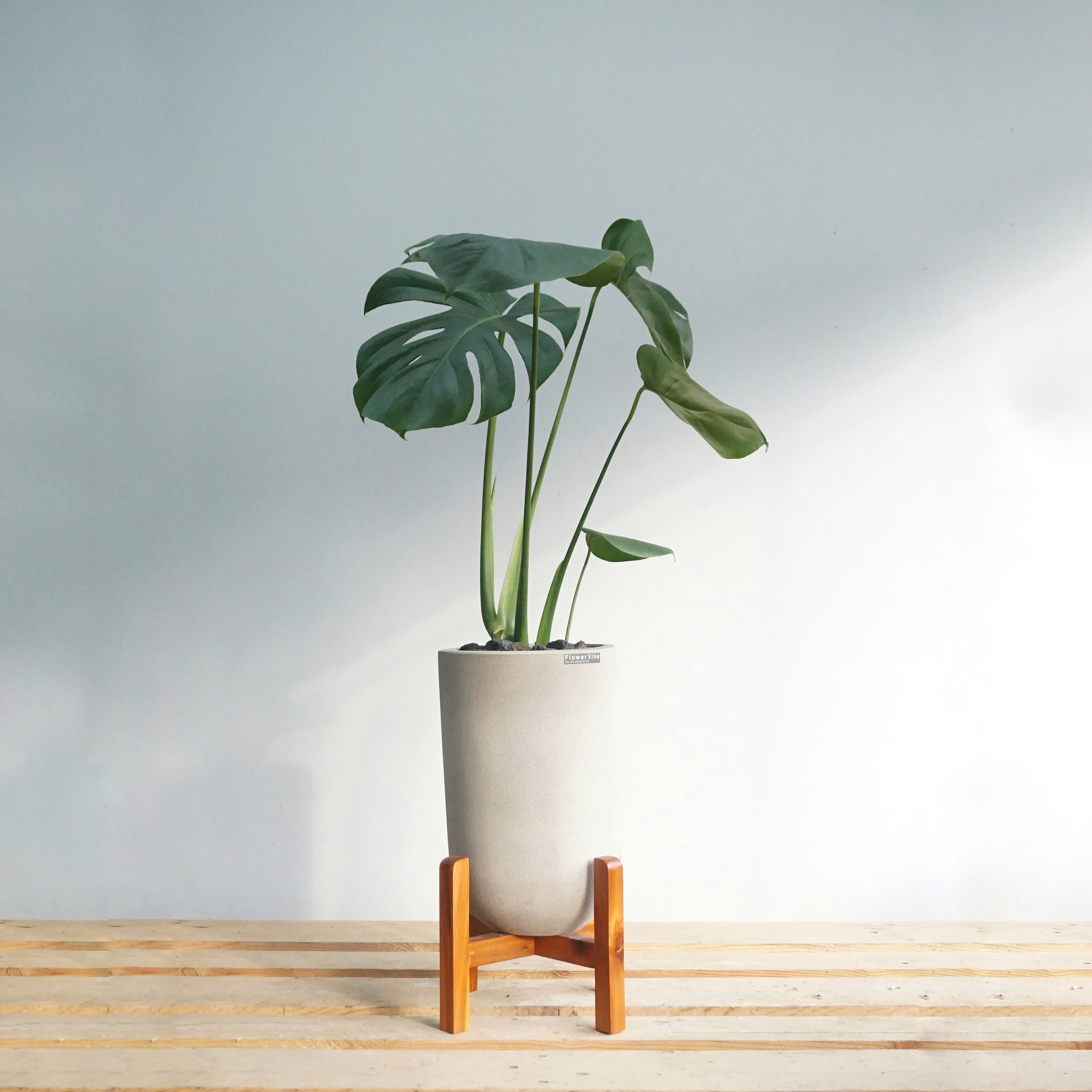 [신상품]플라워바인 몬스테라 빈티지그레이 우드스탠드화분