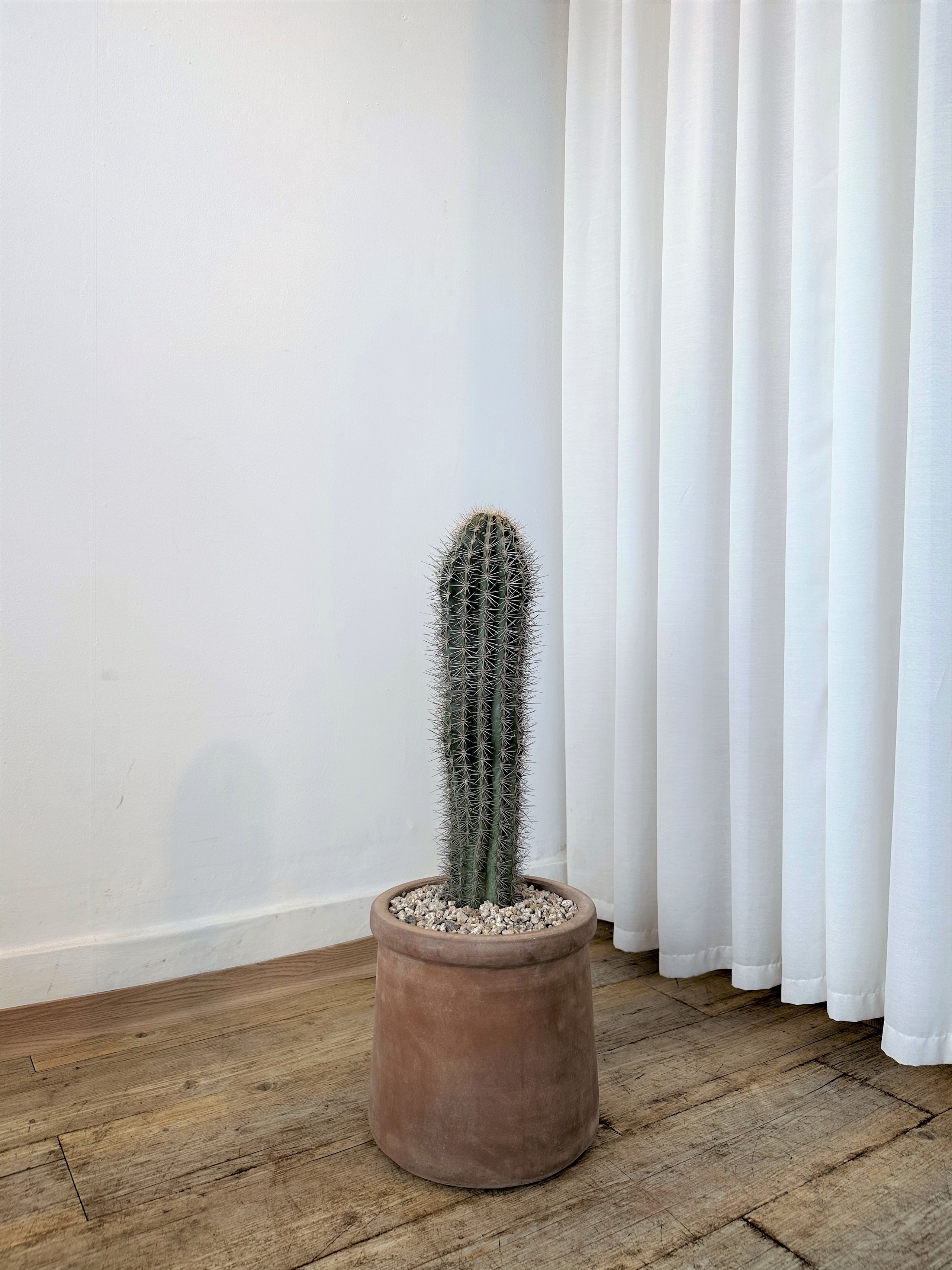 아우어플랜트 무륜주(베트남토분) 선인장 다육식물 집들이 개업선물 인테리어 식물 부산/경남지역 배송