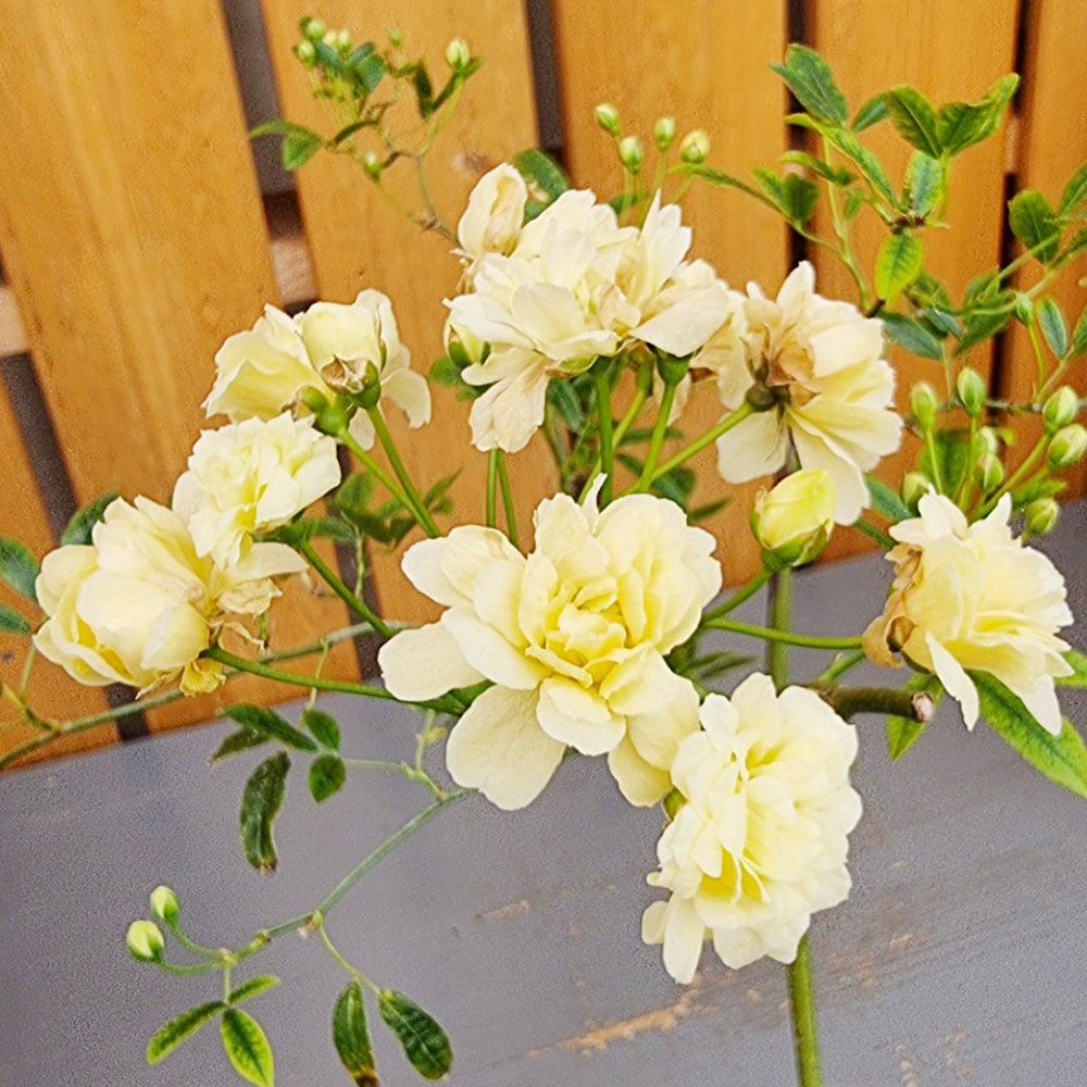 가꾸다 가시없는 노랑찔레 빈티지분 장미 목향찔레 겹꽃 야생화