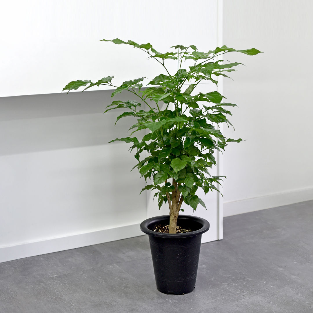 [신상품]마이플랜트 녹보수 (중대형) 70cm -80cm 거실 나무 화분