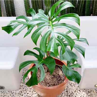 Tanaman monstera