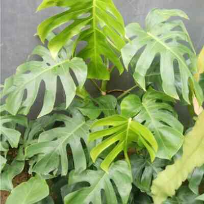Tanaman monstera