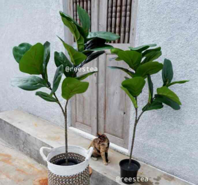 Ketapang Biola 120cm