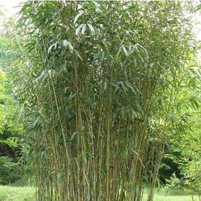 Tanaman Bambu Jepang