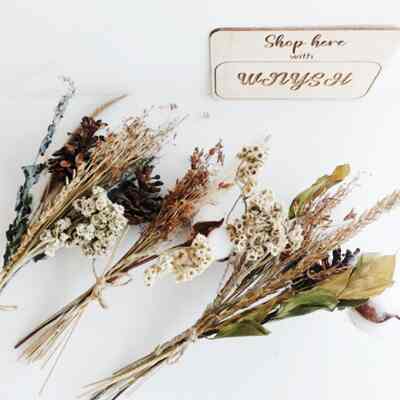 Shasa dried flower