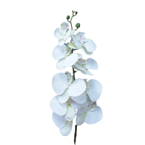 Anggrek latex 9 kuntum