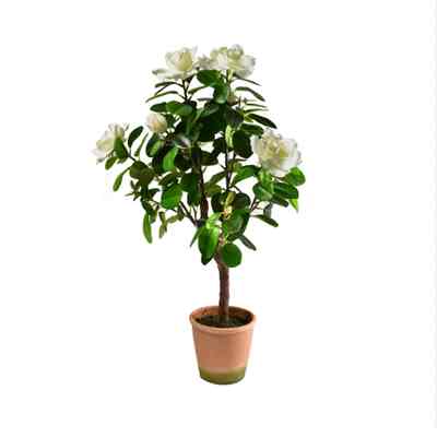 Bunga Artifisial Jasmine Dengan Pot
