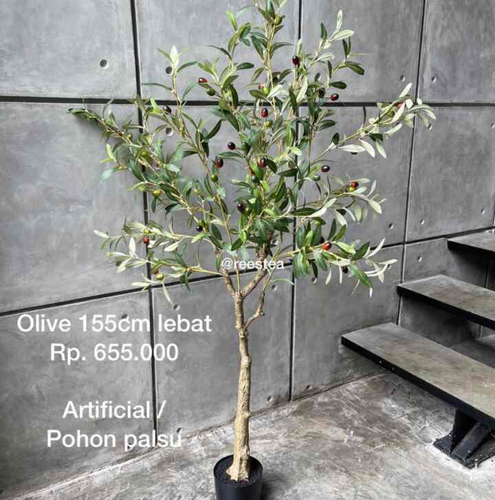 Pohon Olive Tinggi 155cm