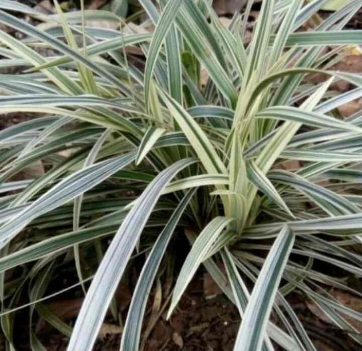 Tanaman alang-alang putih / alang-alang varigata