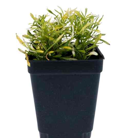 Tanaman Krokot Kriminil Kuning