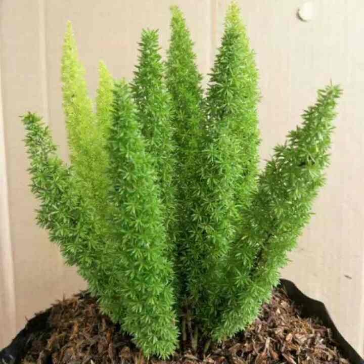 Tanaman Hias Ekor Tupai