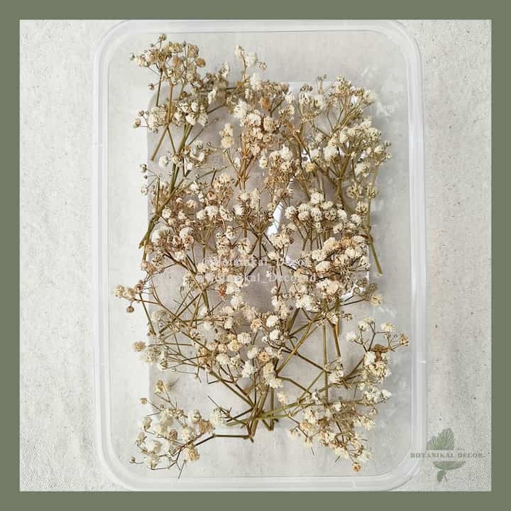 Dried Flower Baby's Breath Gypsophila