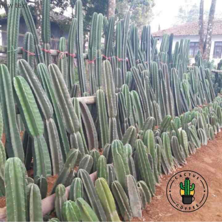 Kaktus Koboi 1 Meter