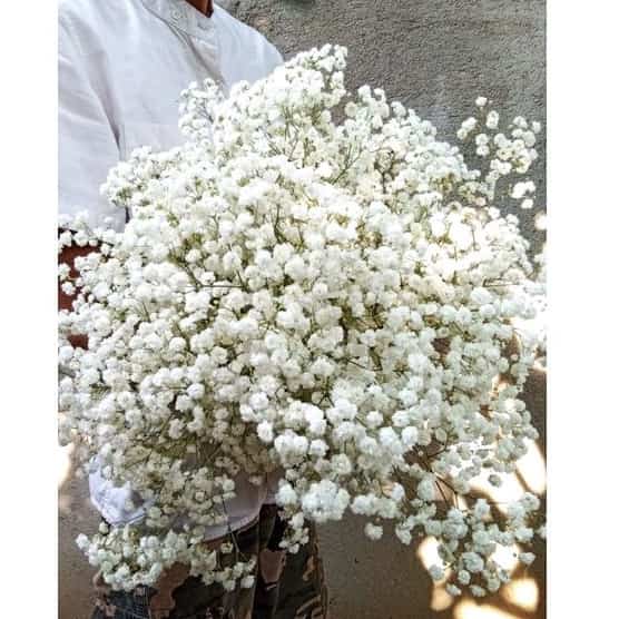 bunga baby breath JABODETABEK