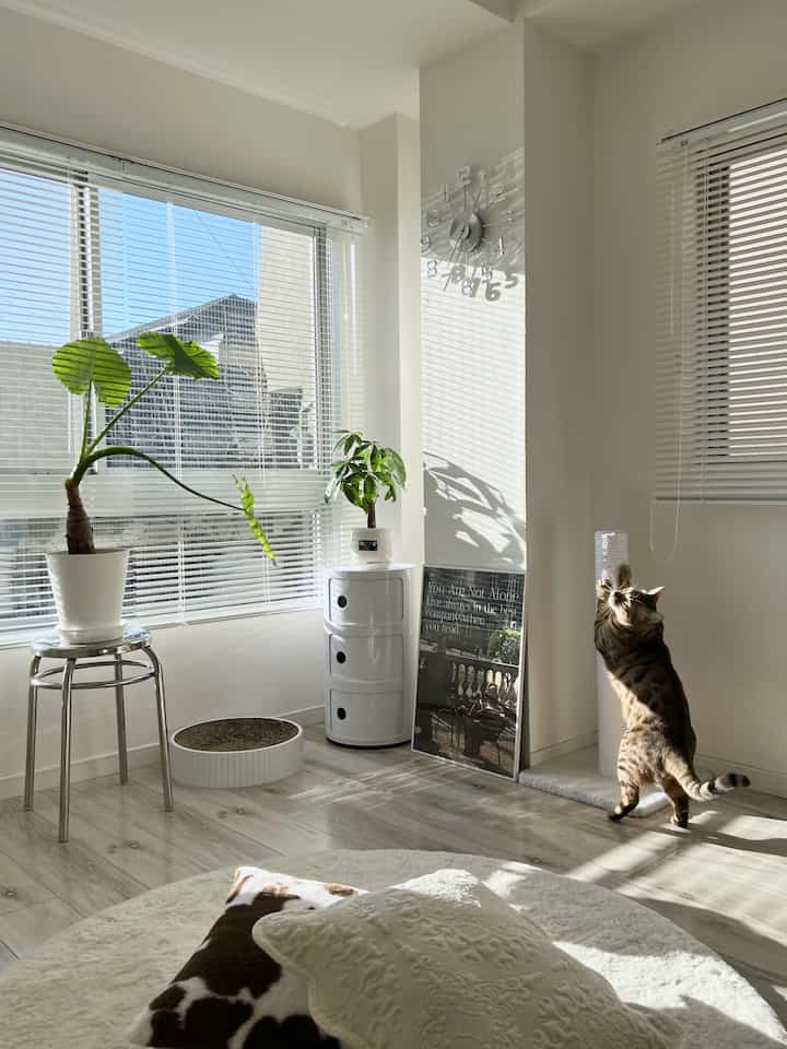 Bright and cozy small room with dominant white and wood tones, featuring a cat scratching post and plants near large windows