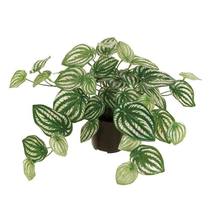 ペペロミアポット 人工観葉植物 カジュアルポット（卓上向け）