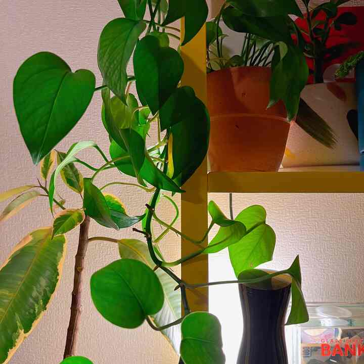 うねうね動きも出るし何より強い。
から、部屋の中のグリーンてポトスの割合が増えていくよね。

好き勝手伸びろー


#ポトス#観葉植物