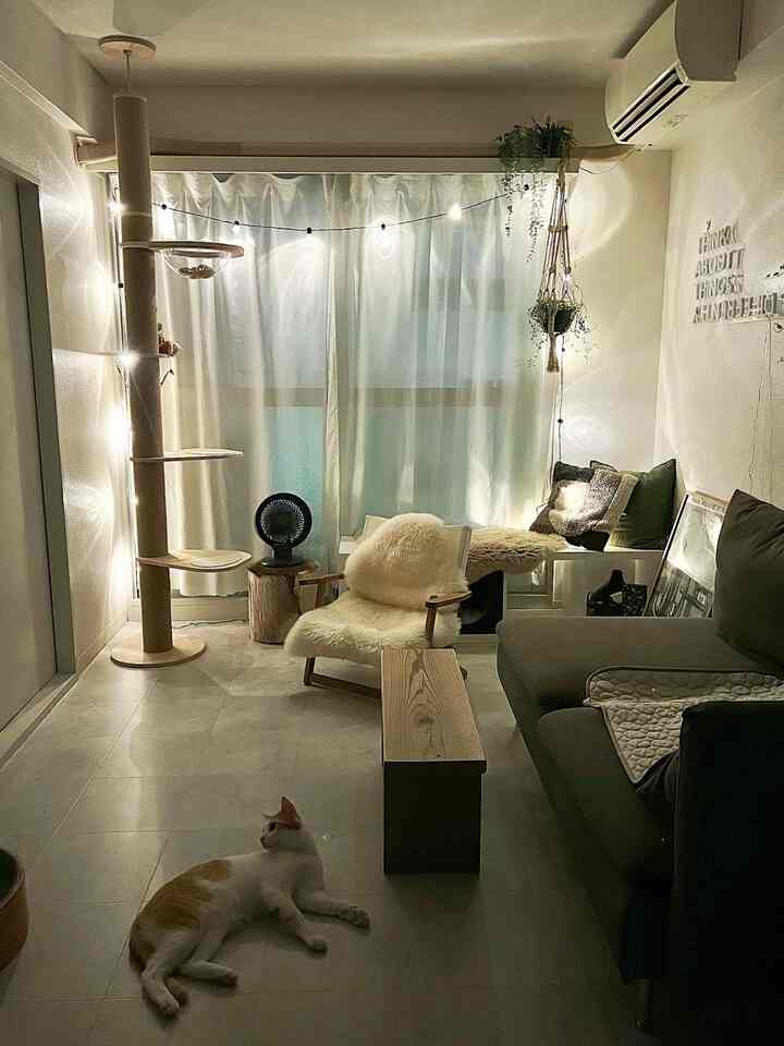 Dark living room with white curtains, natural wood furniture, a cat and a tall cat tower creating cozy atmosphere