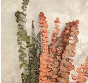 EUCALYPTUS SILVER DOLLAR PRESERVED