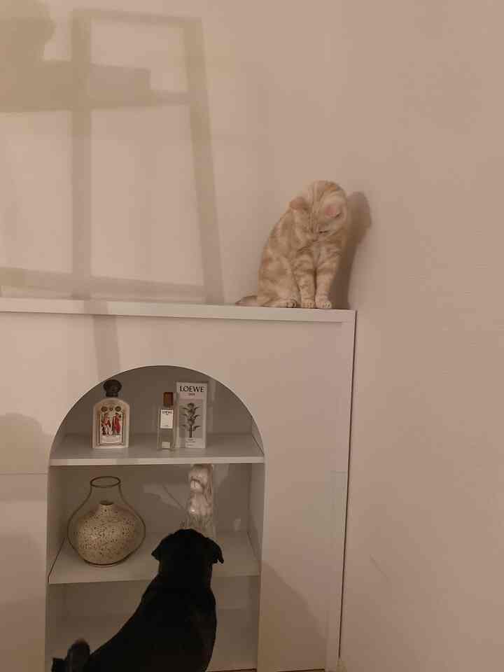 White-toned living room with a marble-style mantlepiece featuring a cat sitting on top and a dog standing in front, creating a cozy atmosphere