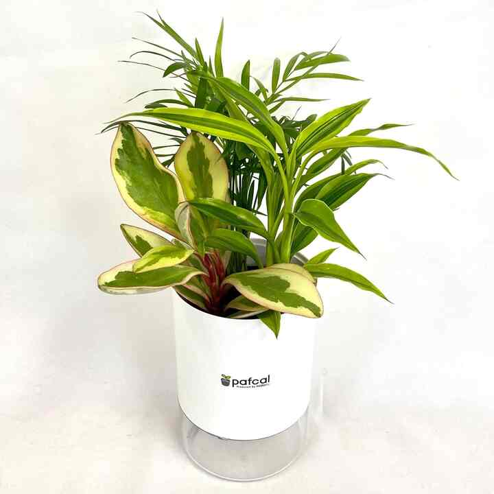 観葉植物 インテリアグリーン  テーブルヤシ