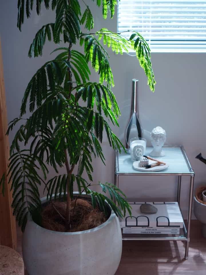 White and silver toned space with a large plant next to a side table, featuring natural and simple interior