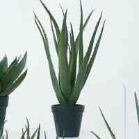 アロエベラ ポット 48 フェイクグリーン