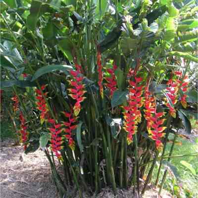 Tanaman hias pisang pisangan