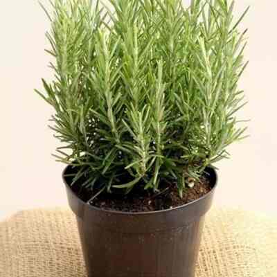 Rosemary